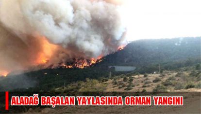 Bolu'da, orman yangınında 1 dönümlük alan zarar gördü