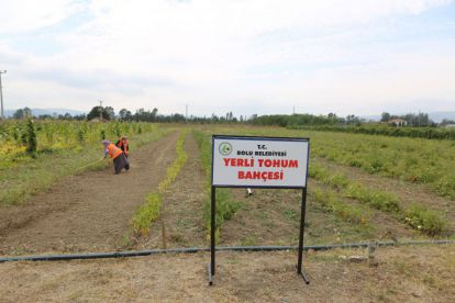200 yıllık ıspanak ata tohumları toprakla buluştu