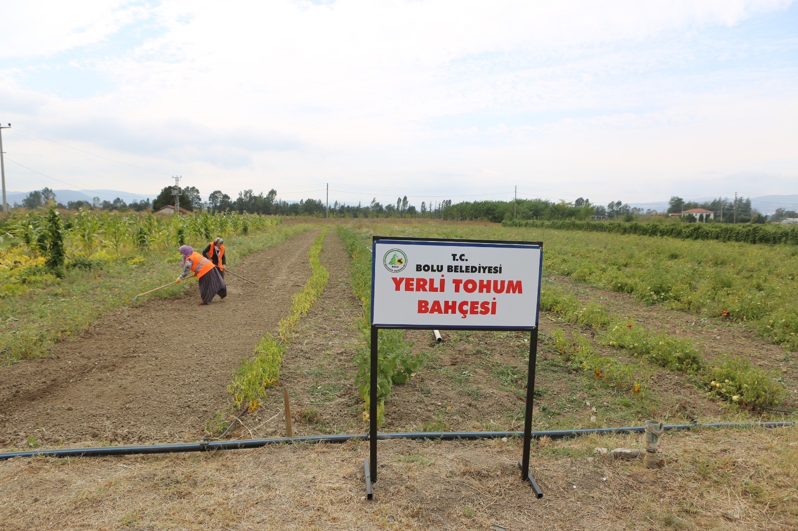 200 yıllık ıspanak ata tohumları toprakla buluştu