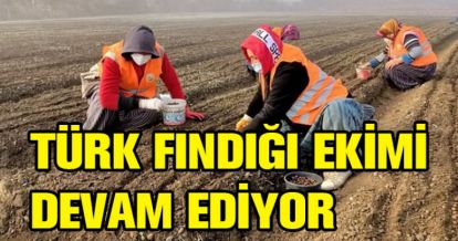 TÜRK FINDIĞI EKİMİ DEVAM EDİYOR