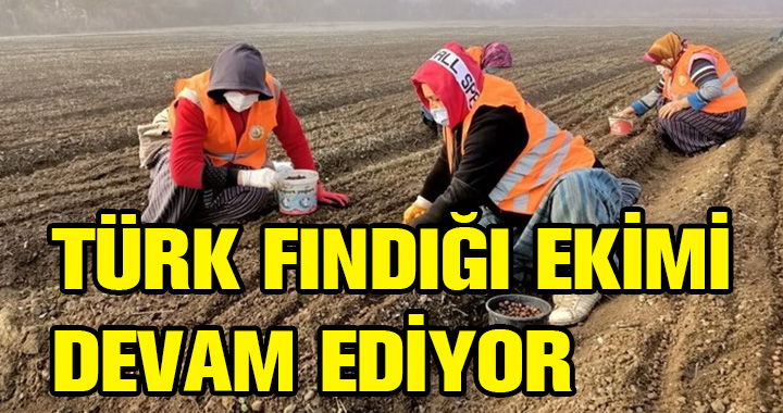 TÜRK FINDIĞI EKİMİ DEVAM EDİYOR
