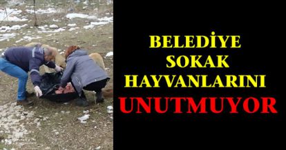 BELEDİYE CAN DOSTLARI UNUTMUYOR
