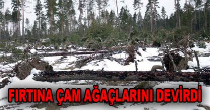 ONLARCA ÇAM AĞACI DEVRİLDİ