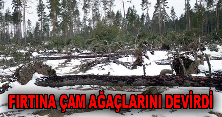 ONLARCA ÇAM AĞACI DEVRİLDİ