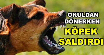 KÖPEK SALDIRDI