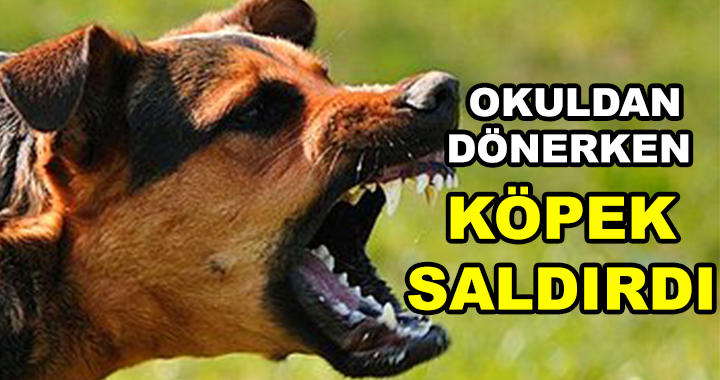 KÖPEK SALDIRDI