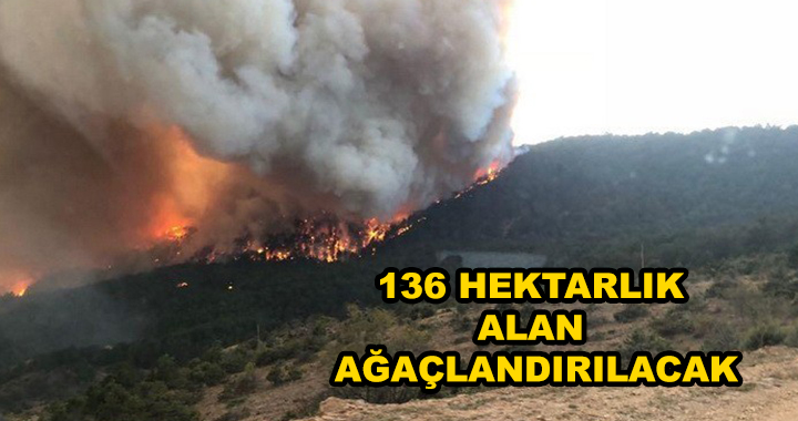 YANAN ALANLAR AĞAÇLANDIRILACAK