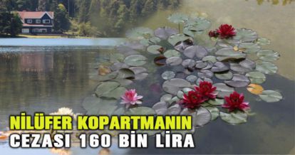 Tabiat parklarındaki nilüferleri koparanlara 160 bin lira ceza