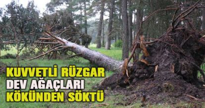 Kuvvetli rüzgar dev ağaçları kökünden söktü