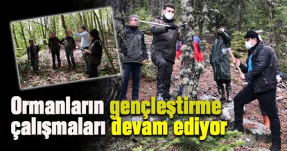 Ormanların gençleştirme çalışmaları devam ediyor