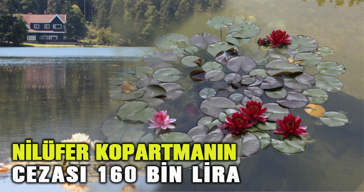 Tabiat parklarındaki nilüferleri koparanlara 160 bin lira ceza