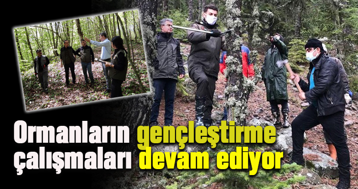 Ormanların gençleştirme çalışmaları devam ediyor