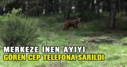 Kent merkezine inen ayıyı gören cep telefona sarıldı