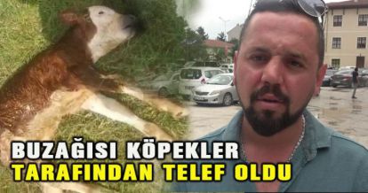 Buzağısı telef olan Ertuğrul Tosun: “Bir evladım ölmüş gibi yüreğim yandı”