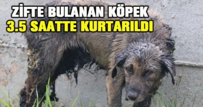 Zifte bulanan köpeği yaşatmak için seferber oldular