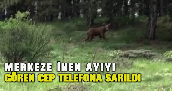 Kent merkezine inen ayıyı gören cep telefona sarıldı