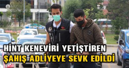 HİNT KENEVİRİ YETİŞTİREN ŞAHIŞ ADLİYEYE SEVK EDİLDİ