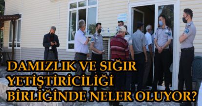 DAMIZLIK VE SIĞIR YETİŞTİRİCİLİĞİ BİRLİĞİNDE NELER OLUYOR?