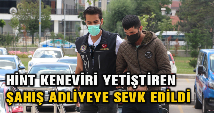 HİNT KENEVİRİ YETİŞTİREN ŞAHIŞ ADLİYEYE SEVK EDİLDİ
