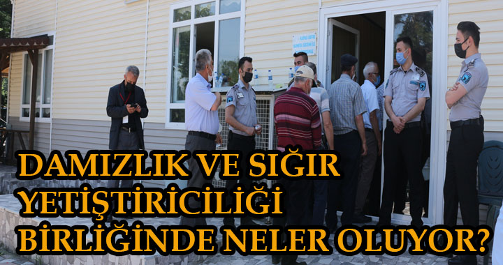 DAMIZLIK VE SIĞIR YETİŞTİRİCİLİĞİ BİRLİĞİNDE NELER OLUYOR?