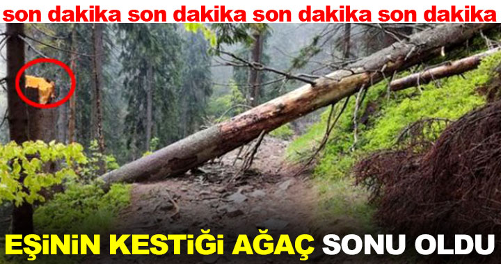 EŞiNiN KESTiĞi AĞAÇ SONU OLDU