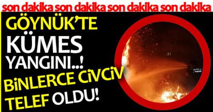 BİNLERCE CİVCİV TELEF OLDU!