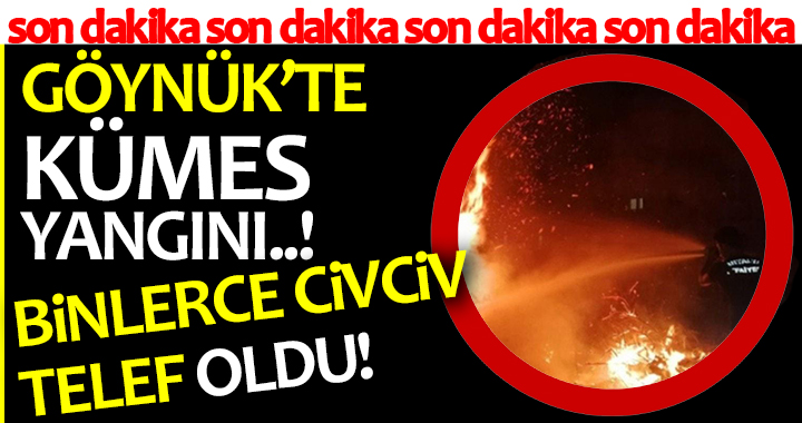 BİNLERCE CİVCİV TELEF OLDU!