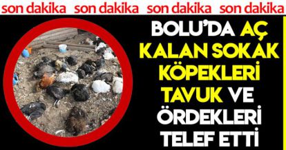 BOLU'DA AÇ KALAN SOKAK KÖPEKLERİ TAVUK VE ÖRDEKLERİ TELEF ETTİ!