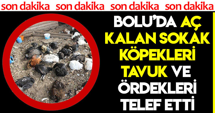 BOLU'DA AÇ KALAN SOKAK KÖPEKLERİ TAVUK VE ÖRDEKLERİ TELEF ETTİ!
