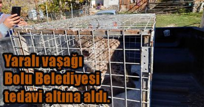 YARALI VAŞAK BOLU BELEDİYESİ EKİPLERİ TARAFINCA  YAKALANARAK TEDAVİ ALTINA ALINDI