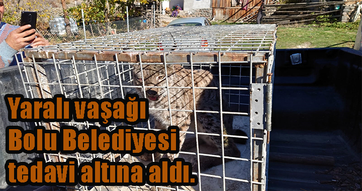 YARALI VAŞAK BOLU BELEDİYESİ EKİPLERİ TARAFINCA  YAKALANARAK TEDAVİ ALTINA ALINDI