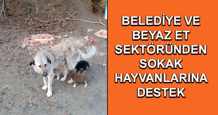 Kar öncesi sokak hayvanları için hazırlık