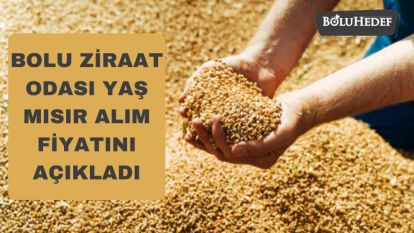 BOLU ZİRAAT ODASI YAŞ MISIR ALIM FİYATINI AÇIKLADI