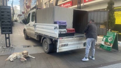 Zehirlendiği düşünülen köpek tedavi altına alındı