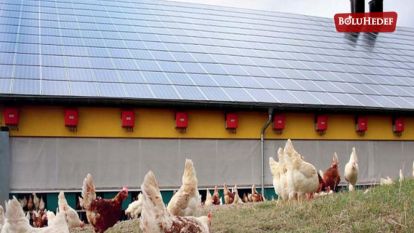 BOLU'DA TAVUK ÜRETİCİLERİ ELEKTİRİĞİ GÜNEŞTEN KARŞILIYOR