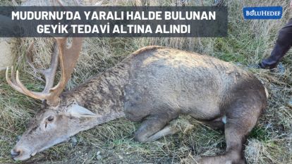MUDURNU'DA YARALI HALDE BULUNAN GEYİK TEDAVİ ALTINA ALINDI