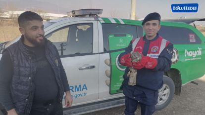 YARALI KIZIL ŞAHİN TEDAVİ ALTINA ALINDI 