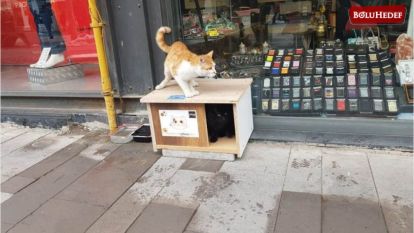 SOKAK KEDİLERİ ÜŞÜMESİN DİYE KEDİ EVLERİ BOLU'NUN DÖRT BİR YANINA KONULDU