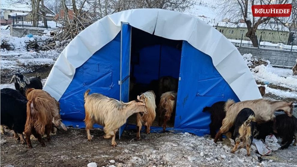 DEPREM BÖLGESİNDEKİ BÜYÜKBAŞ VE KÜÇÜKBAŞ HAYVANLAR İÇİN YEM DESTEĞİ VERİLECEK