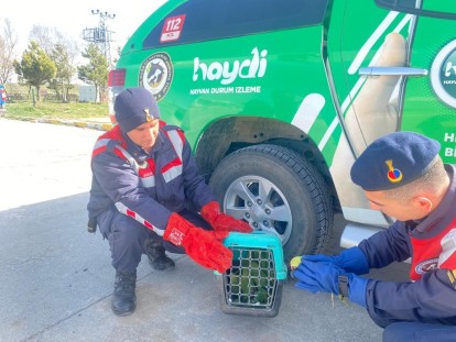YOLCU OTOBÜSÜNDE 9 İSTİLACI YEŞİL PAPAĞAN ELE GEÇİRİLDİ