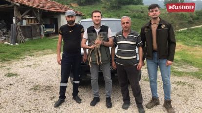 YAVRU KARACA TEDAVİ ALTINA ALINDI