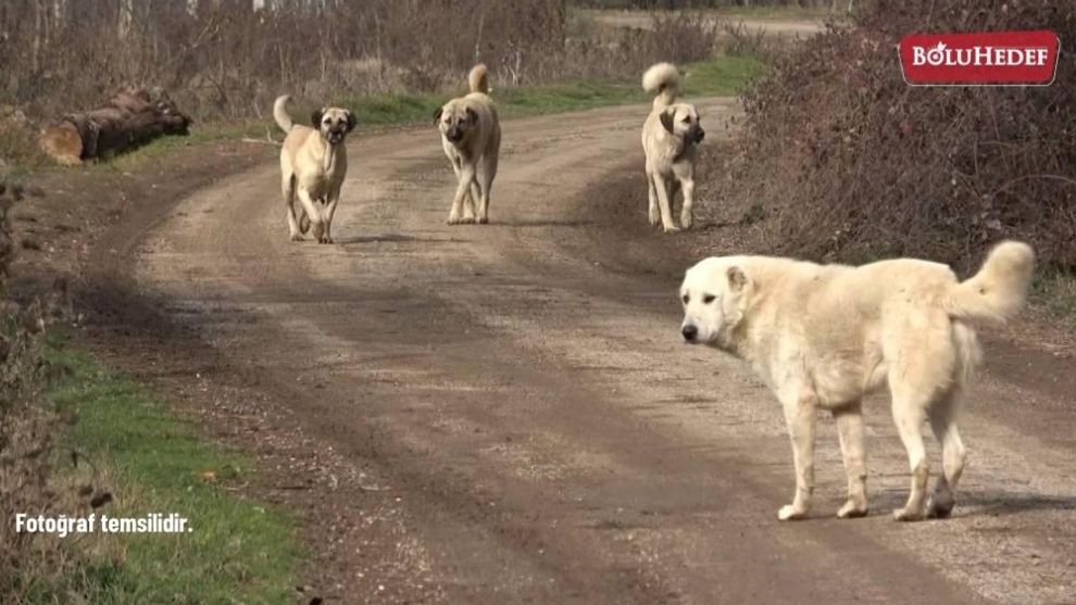 MUDURNU’DA BAŞIBOŞ KÖPEKLER 4 KOYUNU PARÇALADI