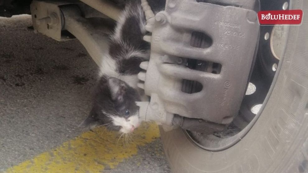 OTOMOBİL TEKERİ İLE BALATA ARASINA SIKIŞAN KEDİ YARALANDI