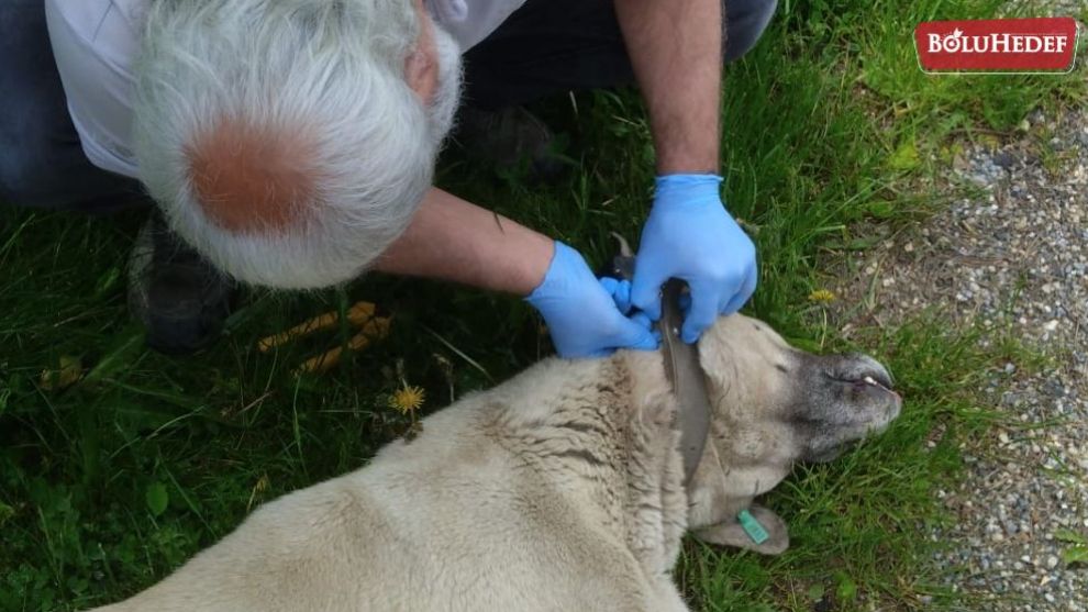 SAHİPSİZ KÖPEKLERİN ETKİ ALANI ÇİPLİ TAKİP SİSTEMİYLE BELİRLENİYOR