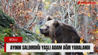 AT YAYLASI'NDA AYI SALDIRISI
