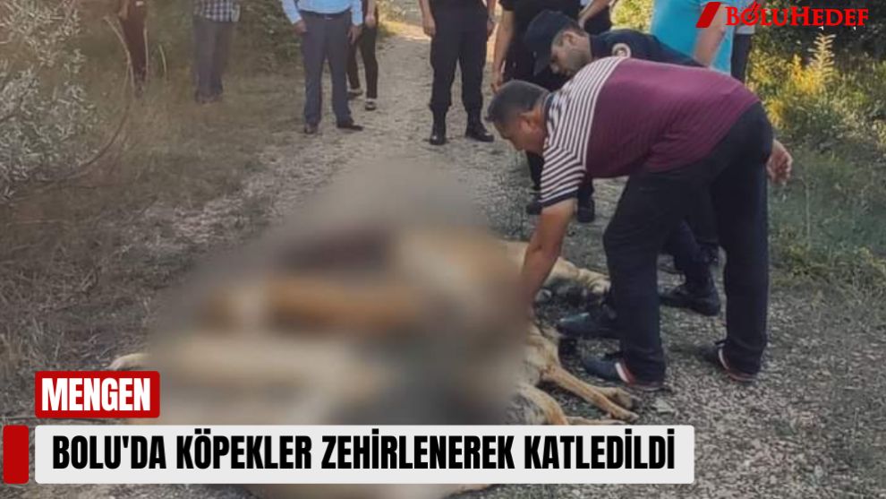 BOLU'DA KÖPEKLER ZEHİRLENEREK KATLEDİLDİ