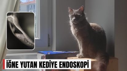 İĞNE YUTAN KEDİYE ENDOSKOPİ