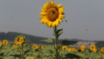 SERTİFAKALI TOHUMLARDAN YÜKSEK VERİM ALINDI 