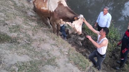 Dereye Düşen inek vinçle kurtarıldı