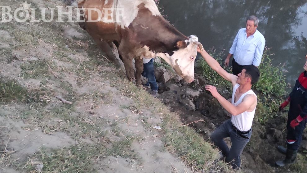 Dereye Düşen inek vinçle kurtarıldı